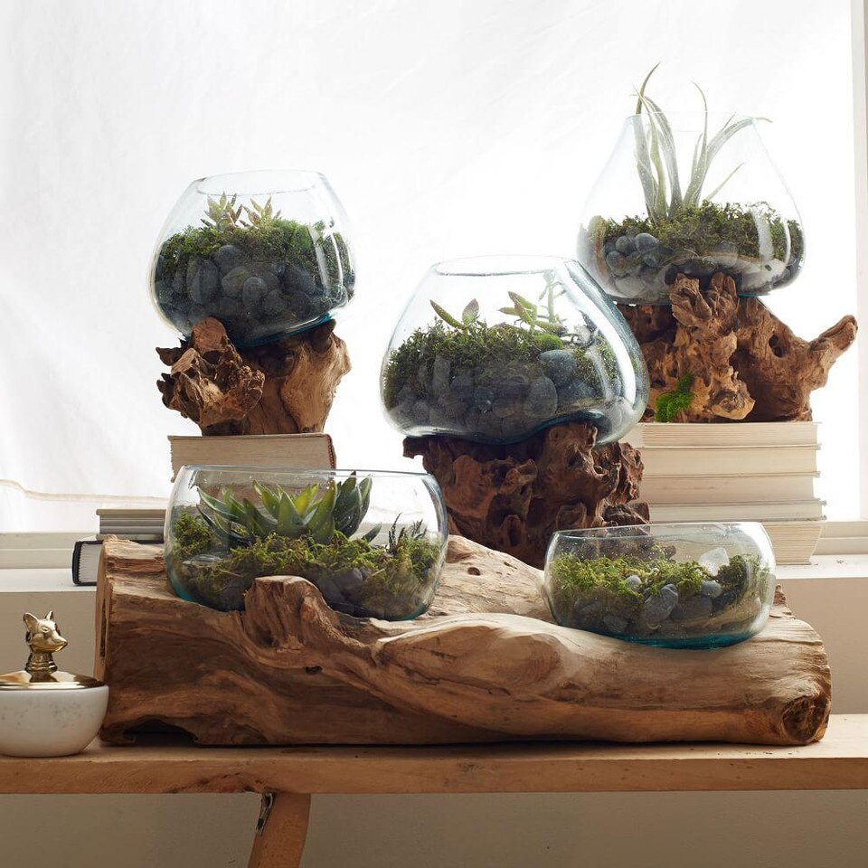 Wood + Glass Terrariums west elm Australia